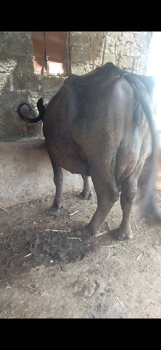 આ ભેસ વેચવાની છે