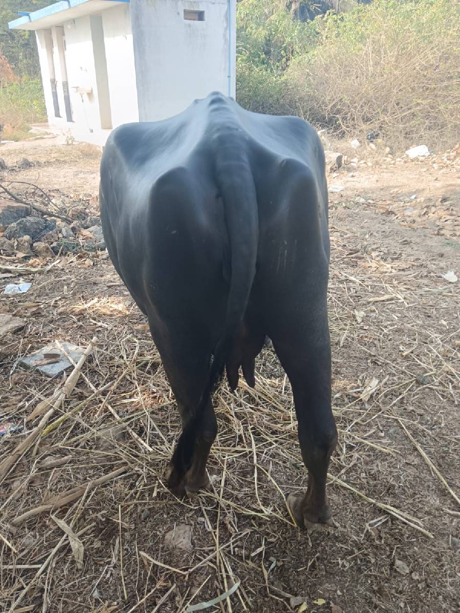 ભૈસ વેસસવાની છે
