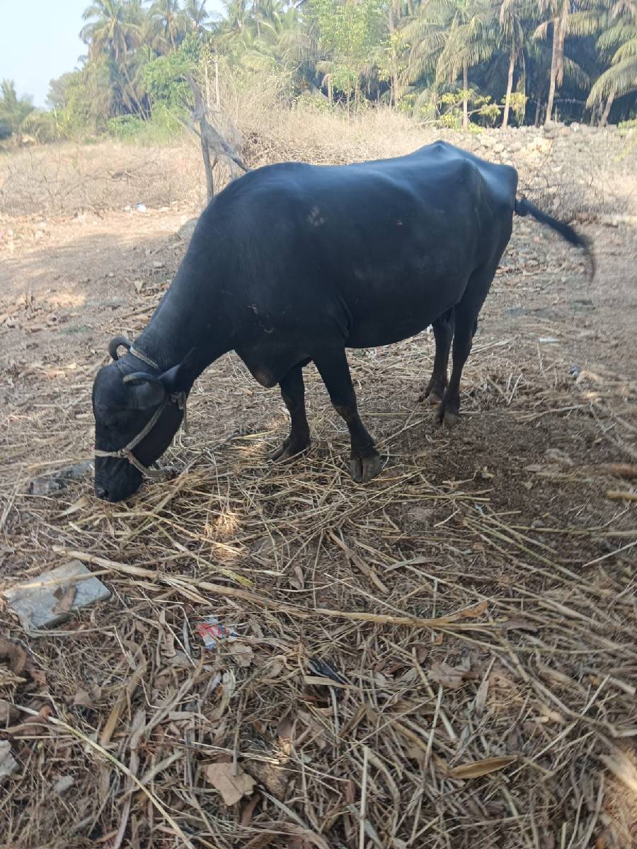 ભૈસ વેસસવાની છે