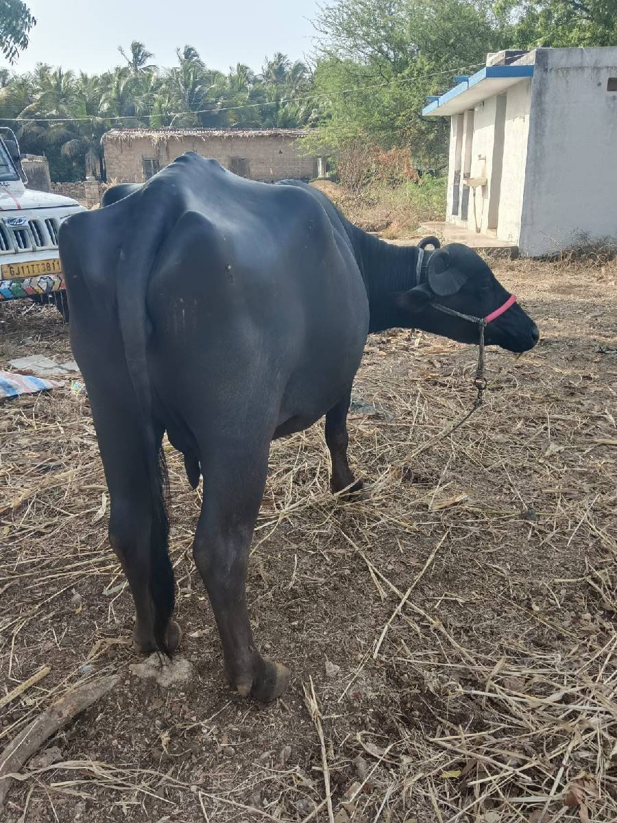ભૈસ વેસસવાની છે