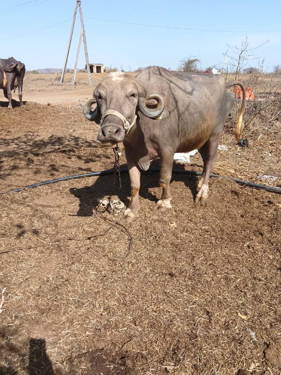 ભેંસ વેચવાની છે સાવ સોજી છે