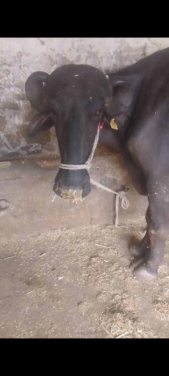 2 વેતર ભેંસ વેશવાની સે