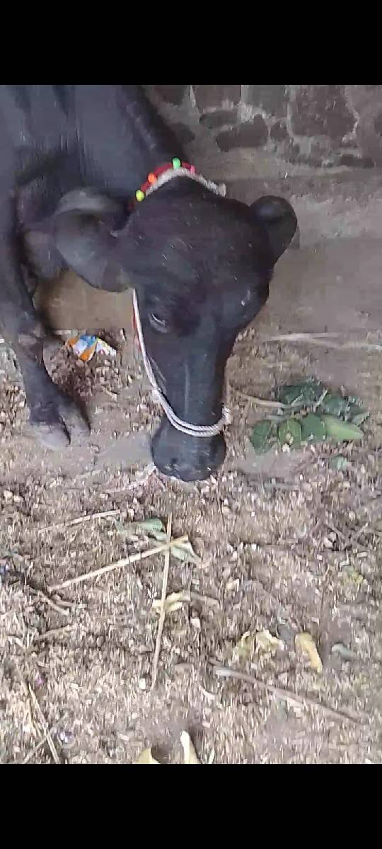 2 વેતર ભેંસ વેશવાની સે