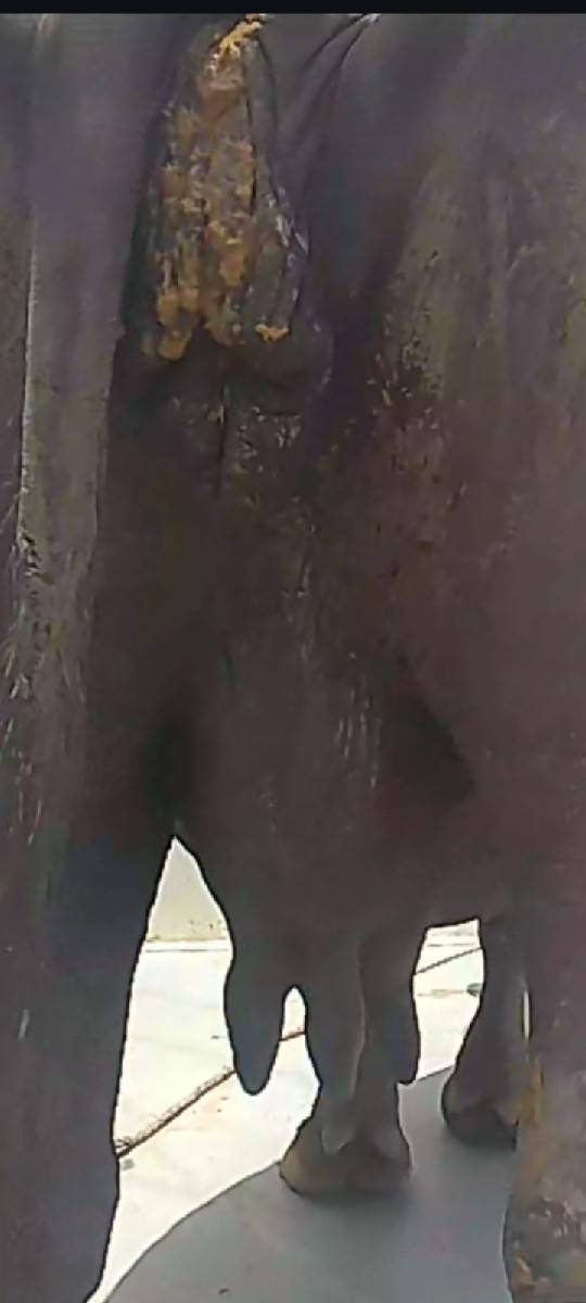 2 વેતર ભેંસ વેશવાની સે