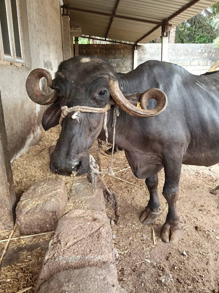 ભેંસ વેચવાની