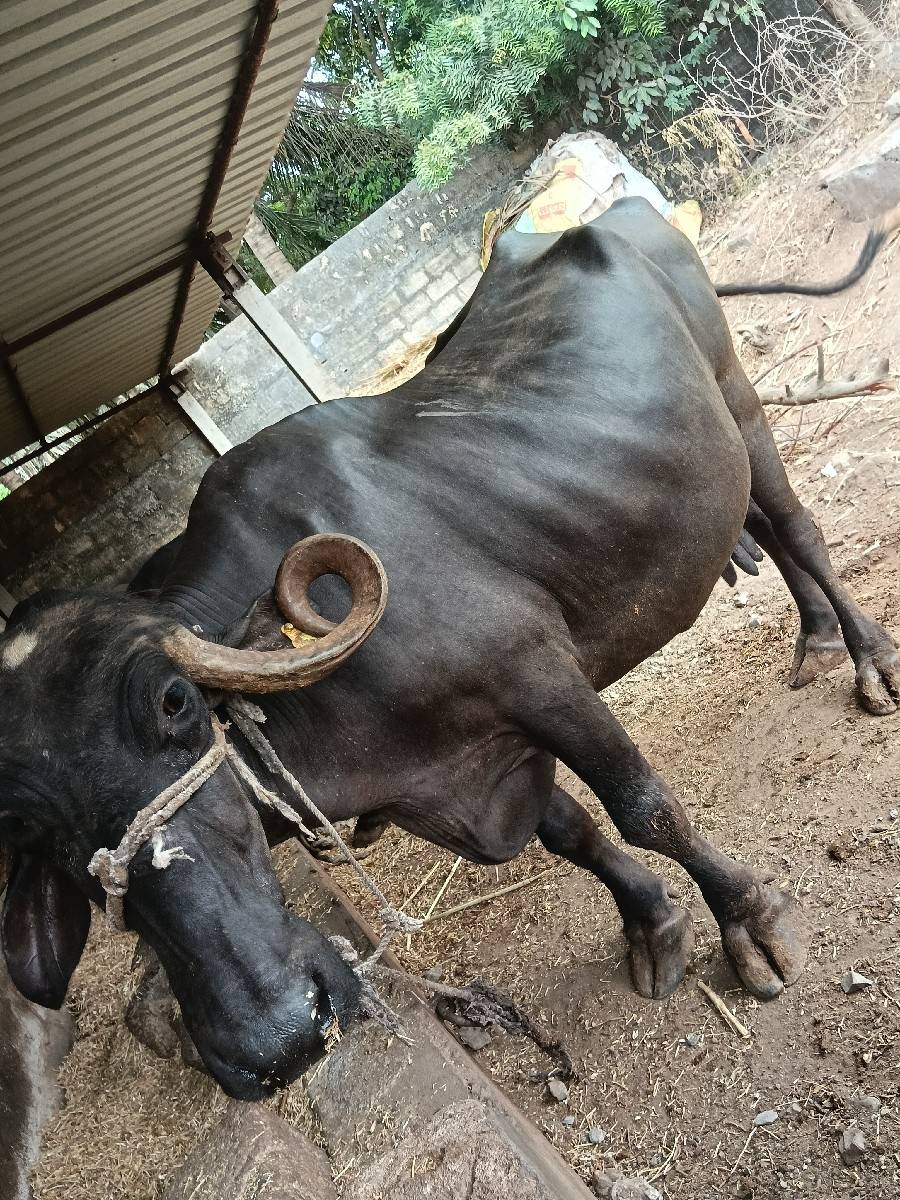 ભેંસ વેચવાની