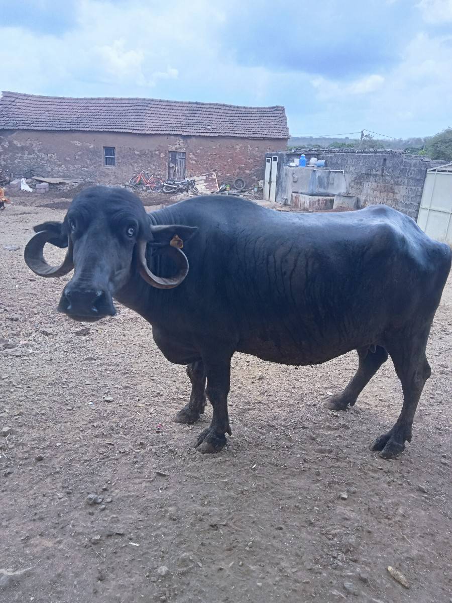 નવમો મહિનો ભેંસ વેચવાની છે