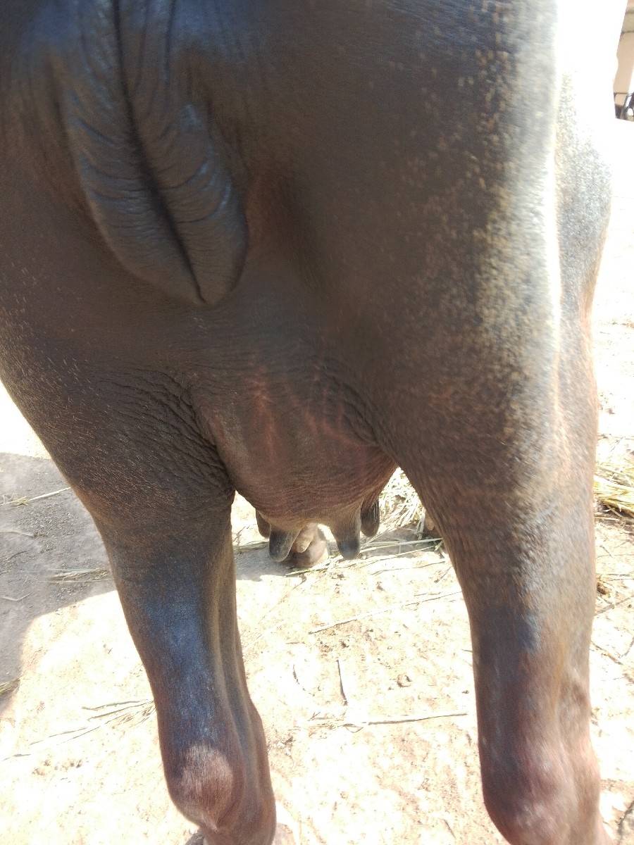 આખડેલું વેચવાનું છે