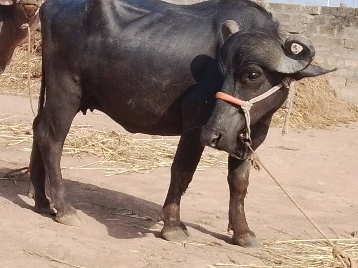 આખડેલું વેચવાનું છે
