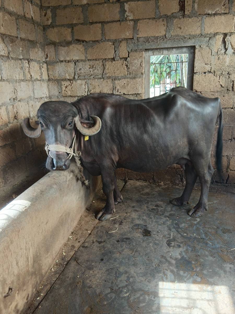 ભેંસ વેસવાનીછે