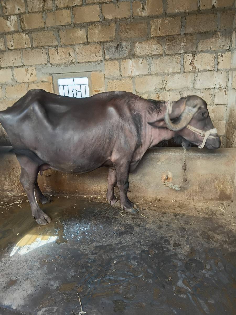 ભેંસ વેસવાનીછે
