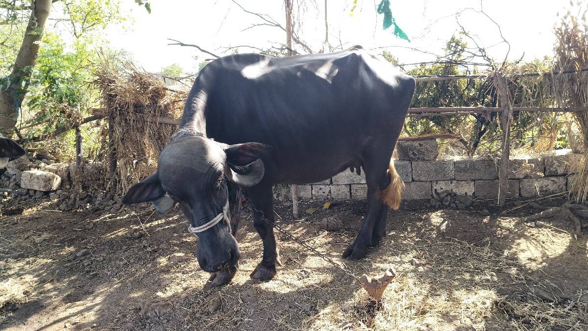ભેસ..