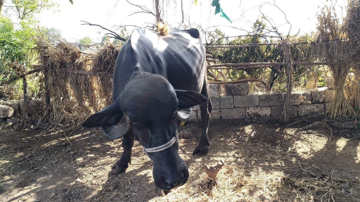 ભેસ..
