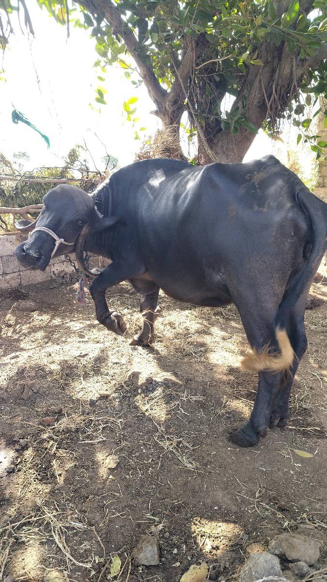 ભેસ..