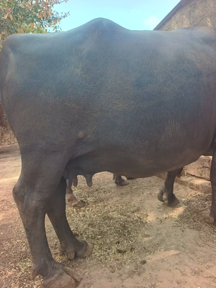 ભેંસ વેચવાની
