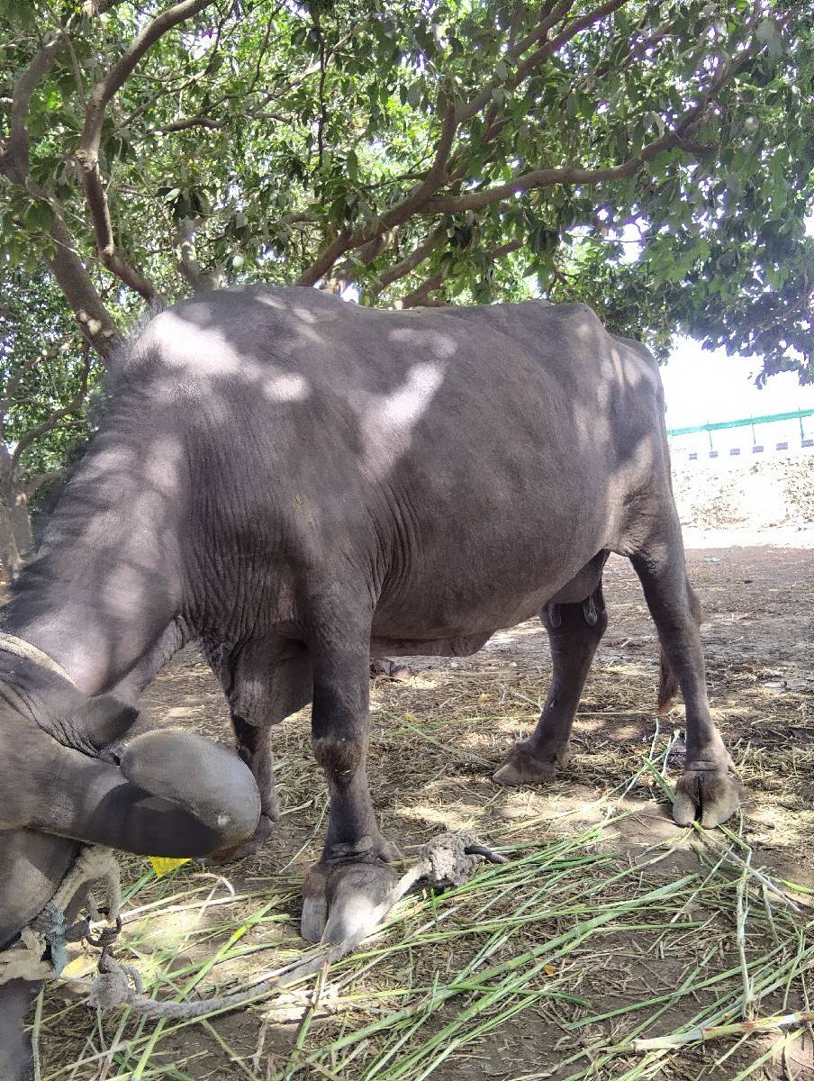 શોભાવતા  મા  ભેસ  છ