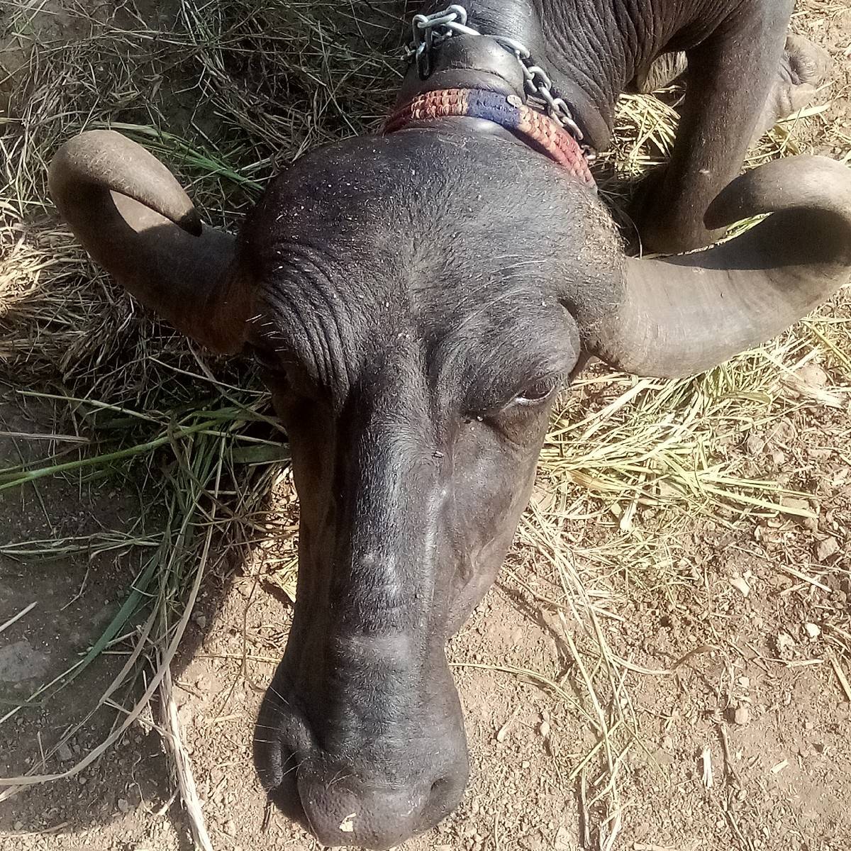 bhesunodalalsei