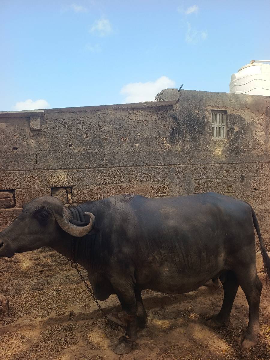 ભેંસ વેચવાની