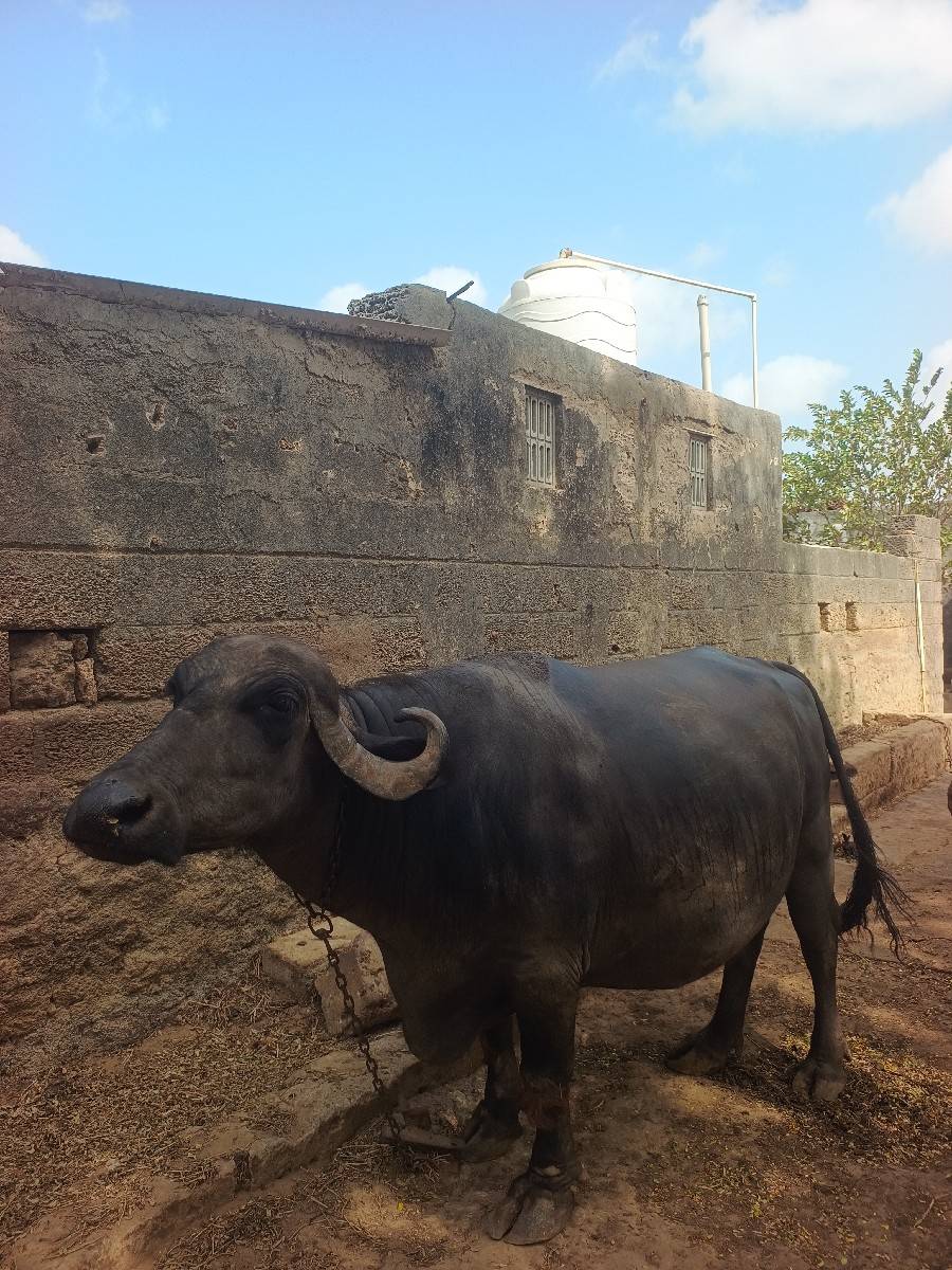 ભેંસ વેચવાની