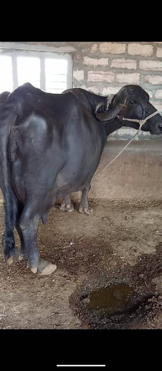 ભૈસ વેચવાની છે