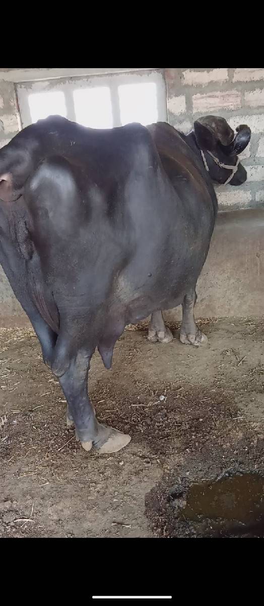 ભૈસ વેચવાની છે
