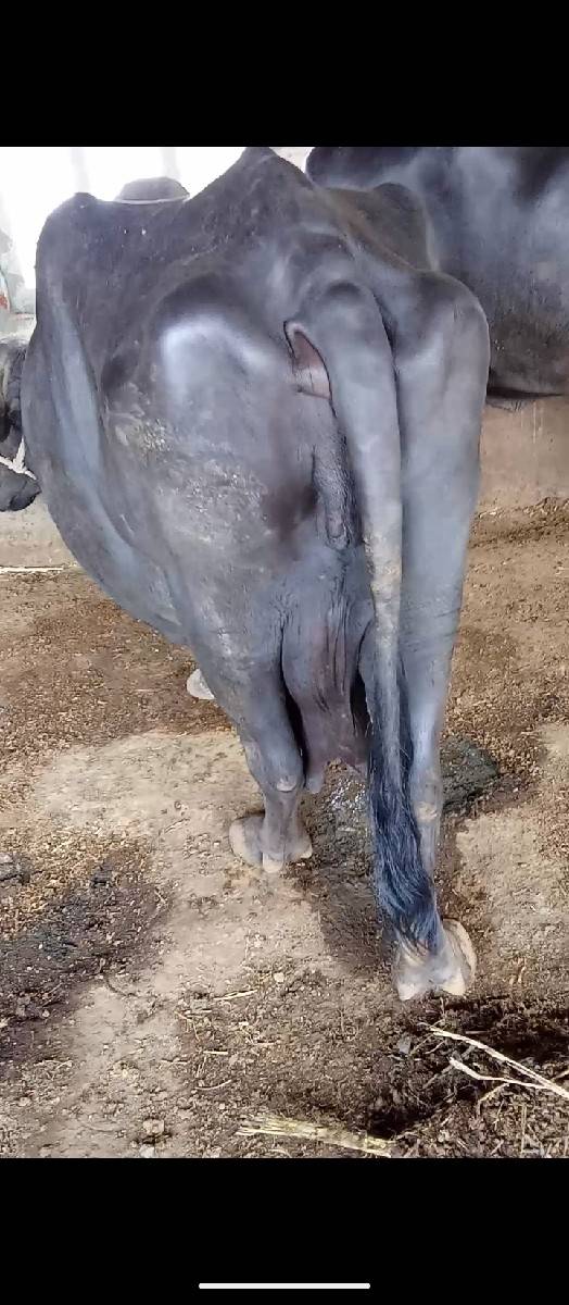 ભૈસ વેચવાની છે