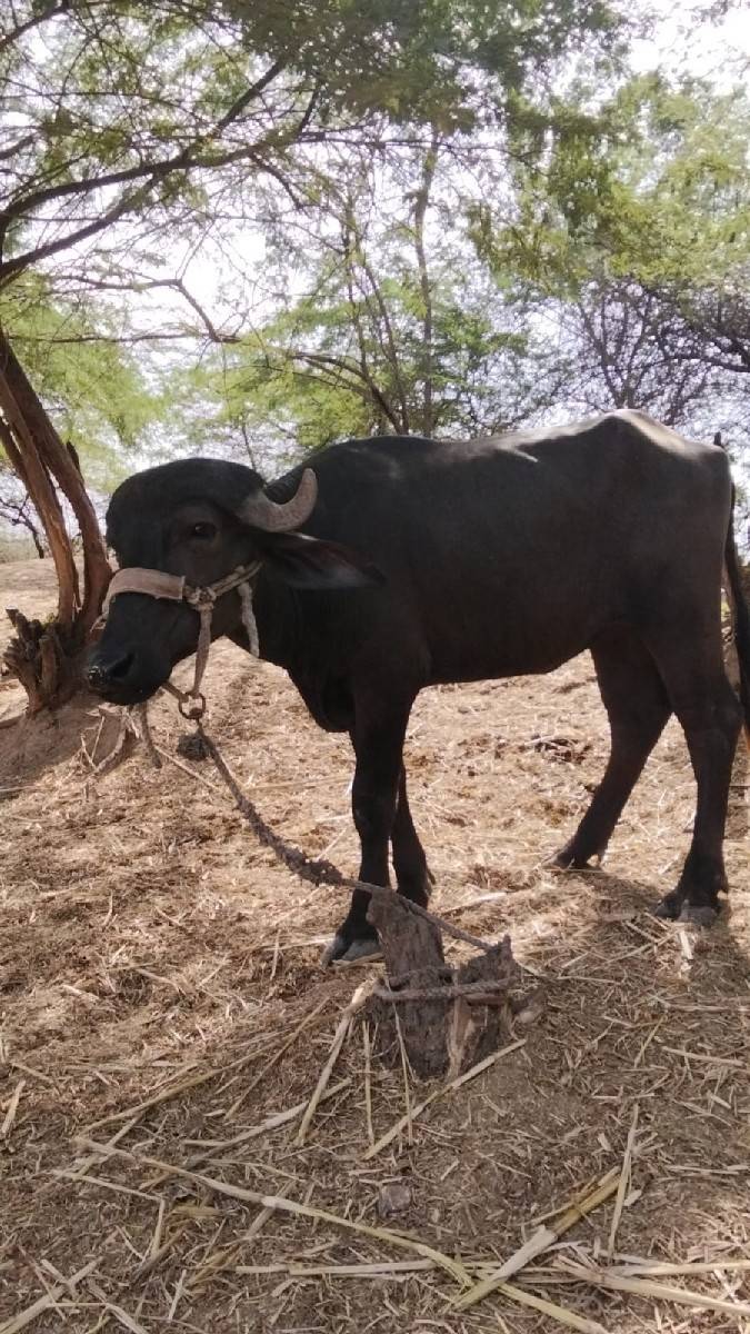 બે વર્ષની