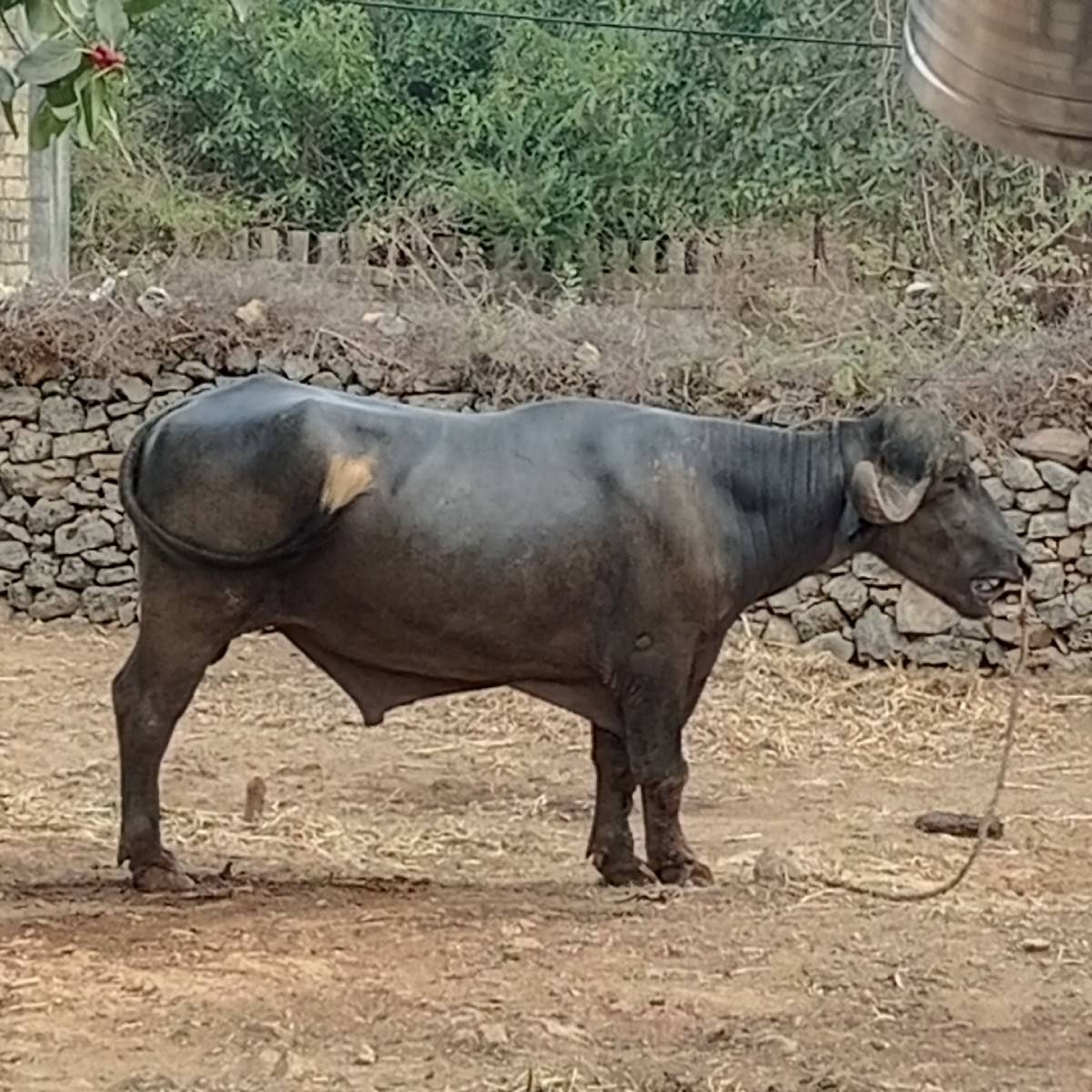 પાડો વેચવાનો છે
