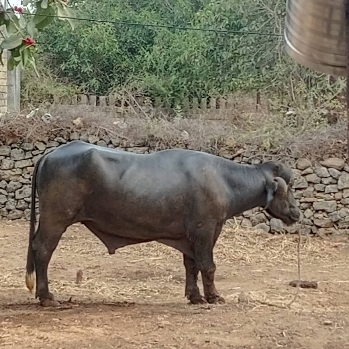 પાડો વેચવાનો છે