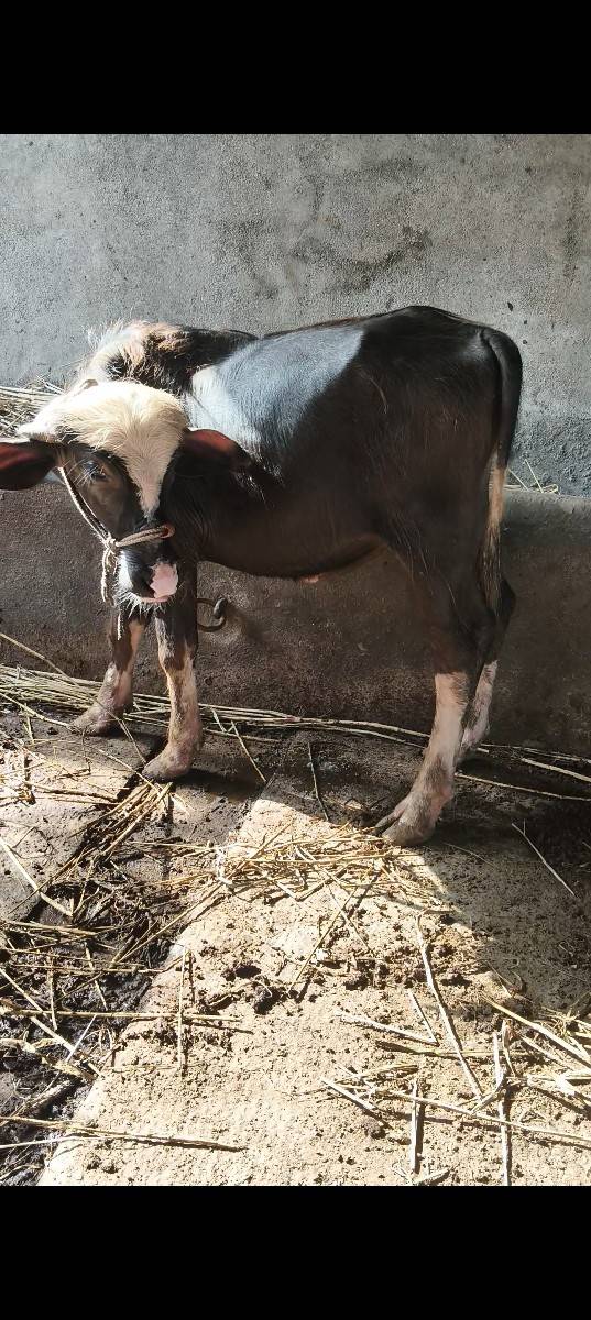 પાડો વેચવા નો છે