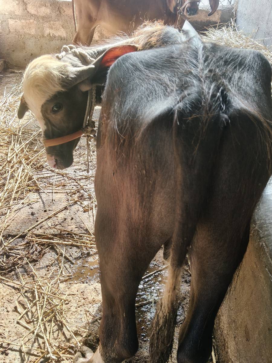 પાડો વેચવા નો છે