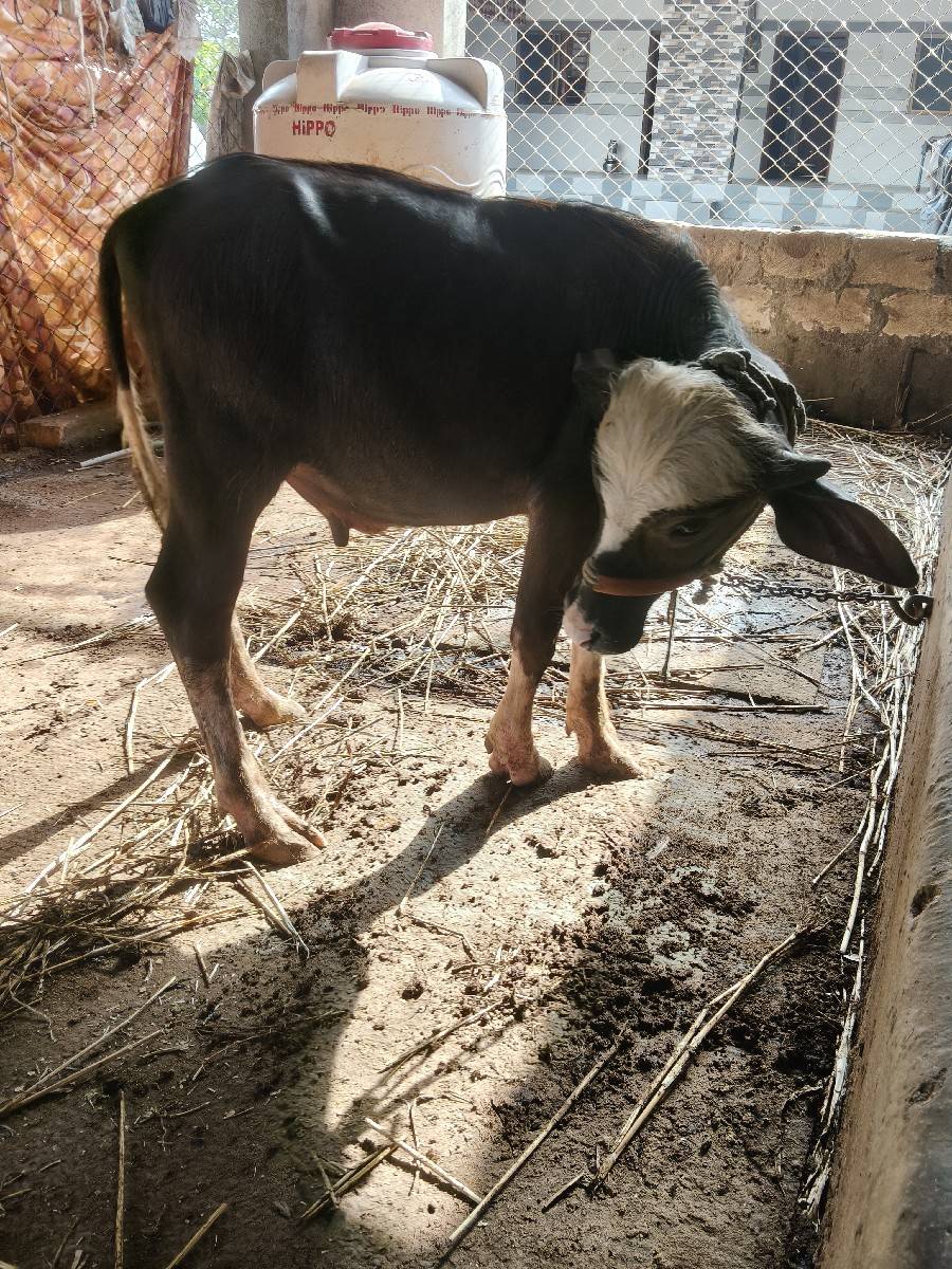 પાડો વેચવા નો છે
