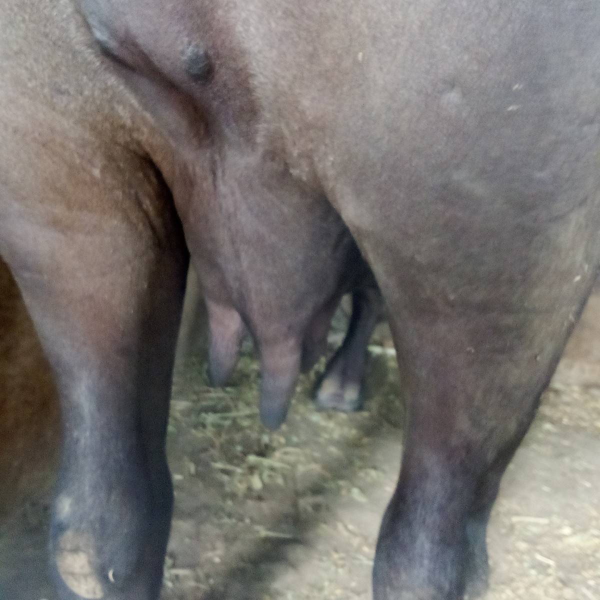 ભેંસ વેચવાની છે
