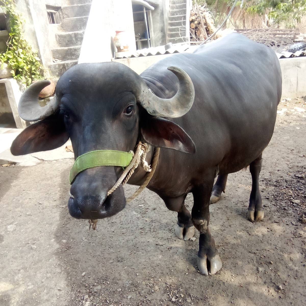 ભેંસ વેચવાની છે