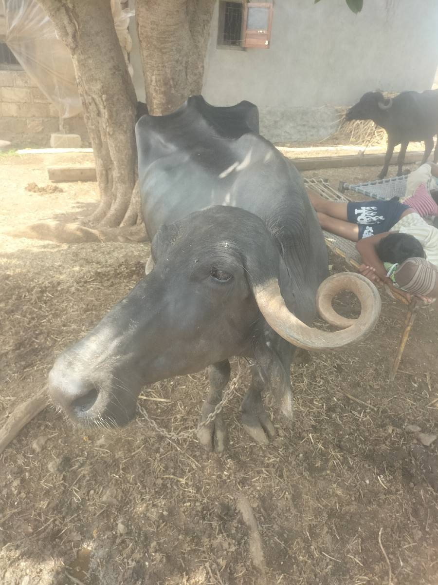 રાજુ ગોગન ઉલવા ફોન 9316016885