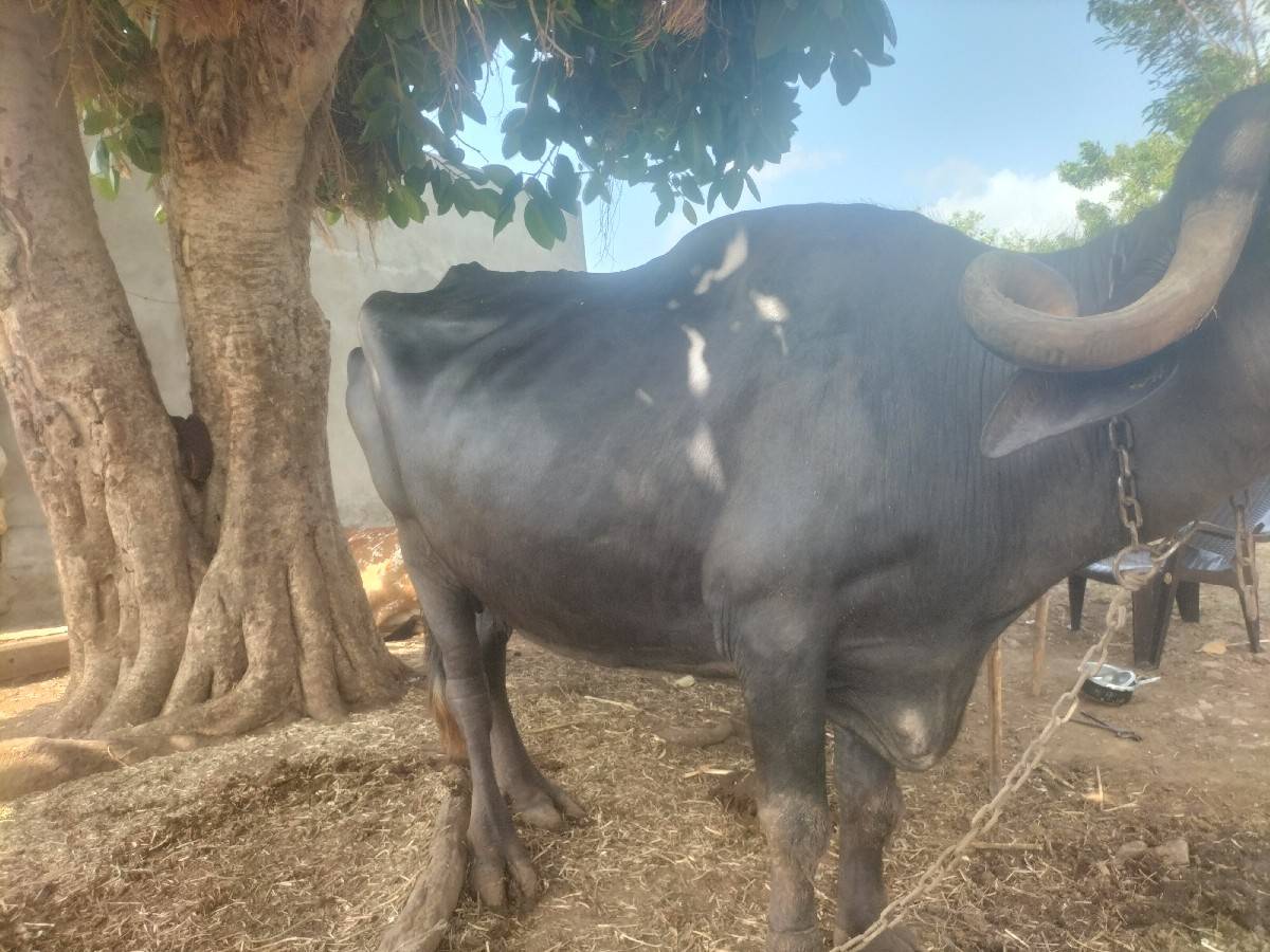 રાજુ ગોગન ઉલવા ફોન 9316016885