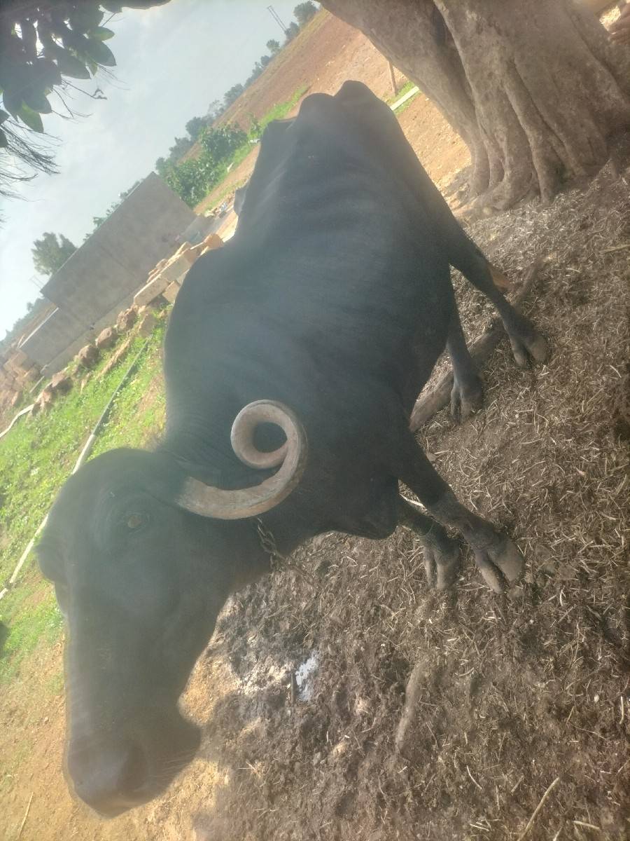 રાજુ ગોગન ઉલવા ફોન 9316016885