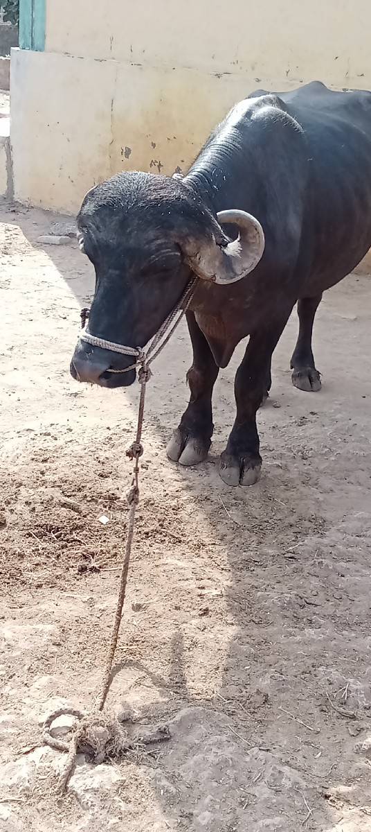 પાડો