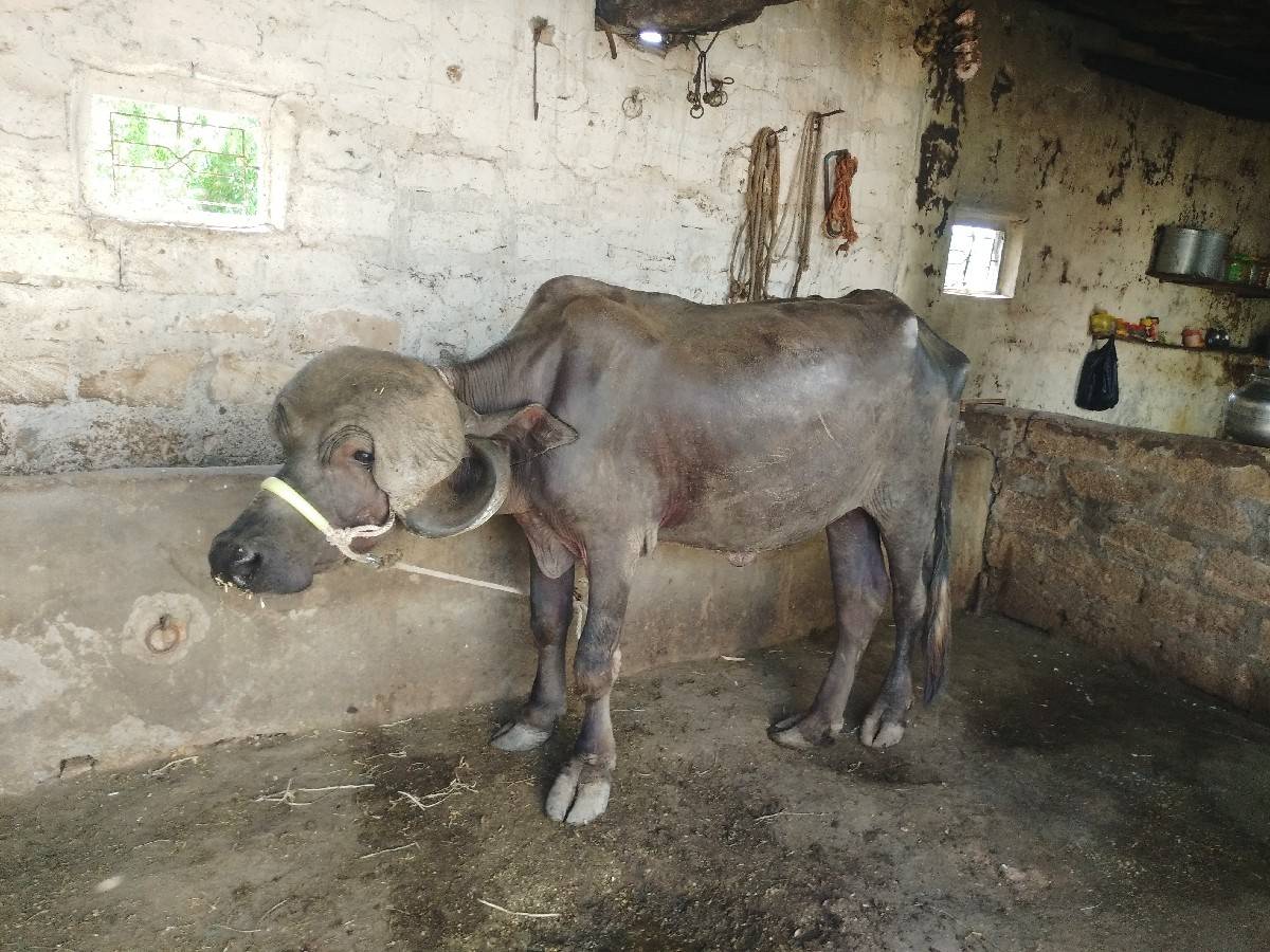 જાફરાબાદી ખળેલી