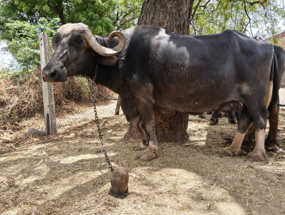 ભેંસ વેચવાની છે