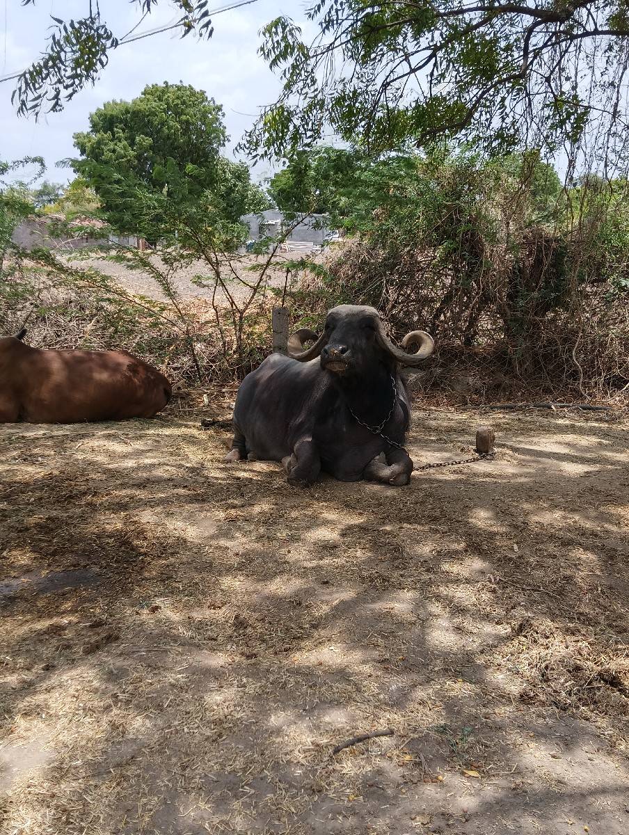ભેંસ વેચવાની છે