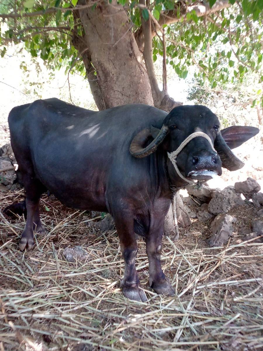 ભેંસ