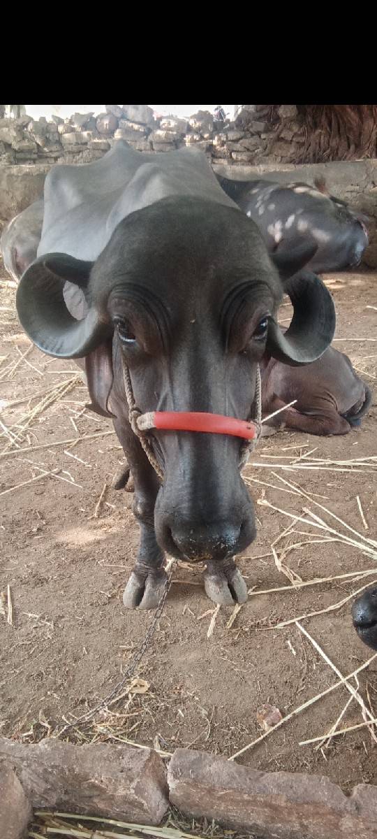 આ ભેંસ વેચવાની છે