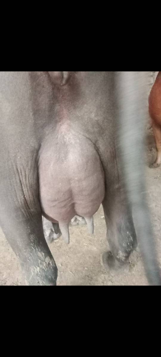 આ ભેંસ વેચવાની છે