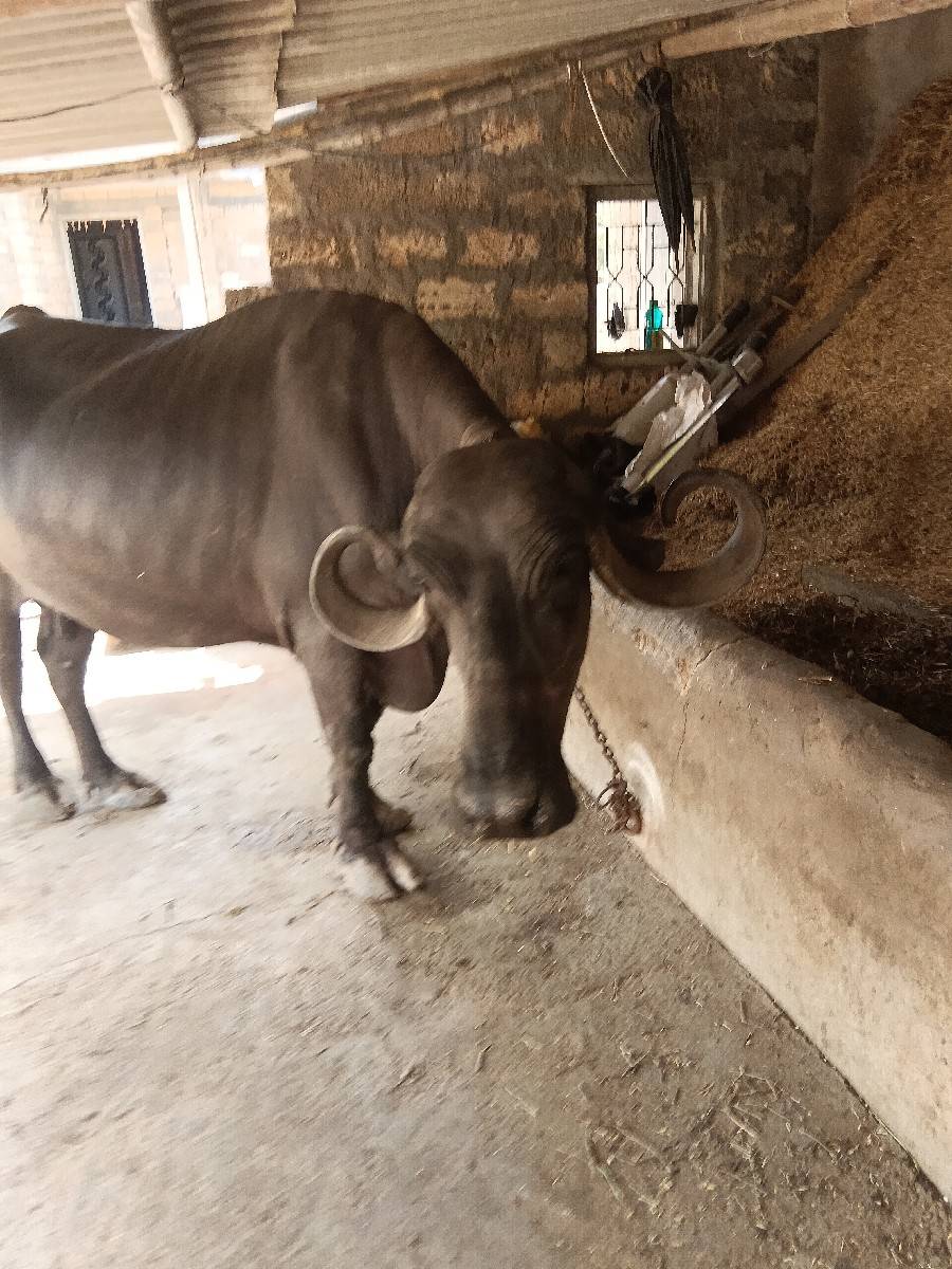 ભેંસ વેચવાની છે