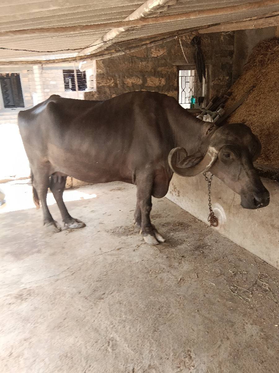 ભેંસ વેચવાની છે