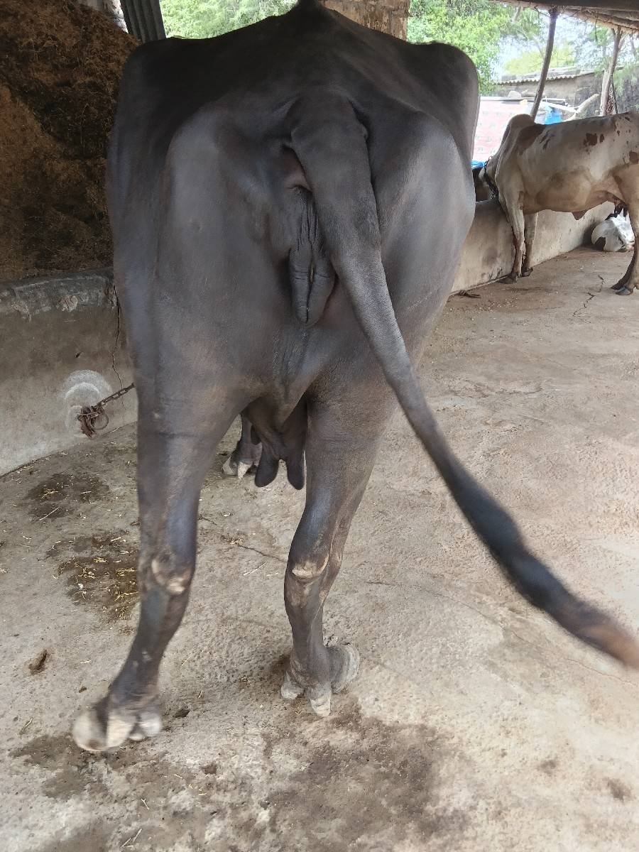 ભેંસ વેચવાની છે