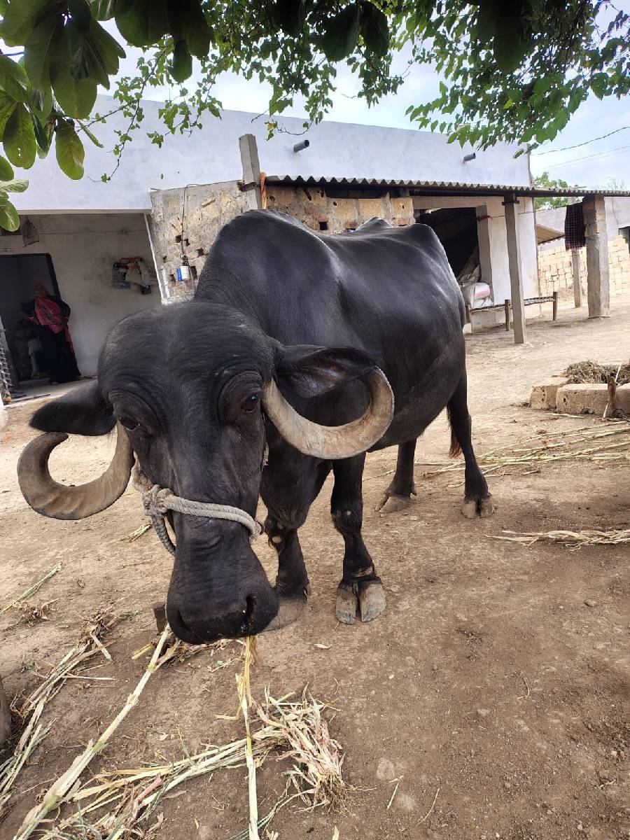 bhesh vechvani se