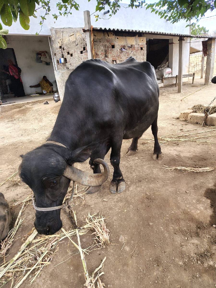 bhesh vechvani se