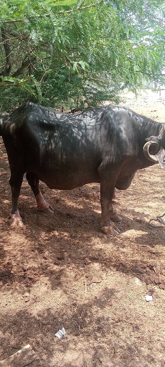 વેચવાની છે
